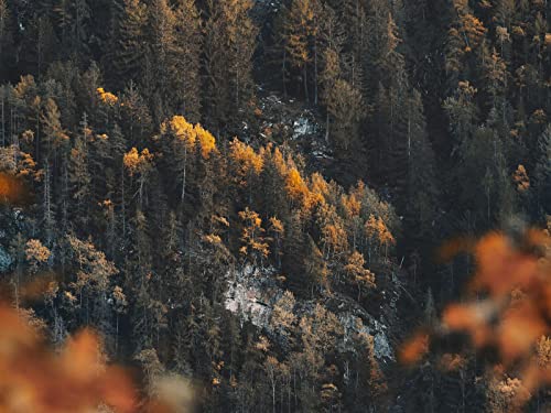 500 Teile Puzzle für Erwachsene und Kinder ab 14 Jahren - Wälder Hang Bäume 52x38cm von FRUKAT