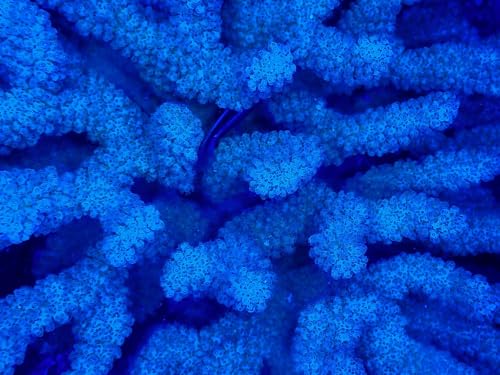 500 Teile erwachsenenpuzzle ab 14 Jahren, Korallen, blau, Unterwasser 52x38cm von FRUKAT