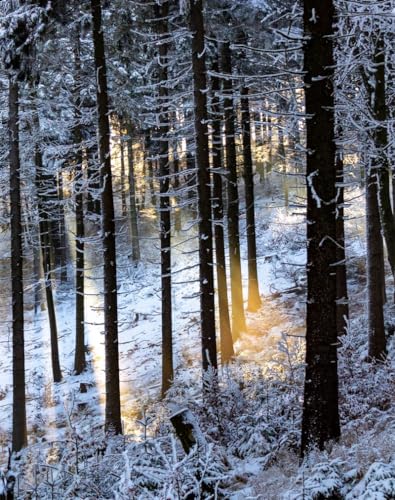 Puzzle 1000 Teile,Farbenfrohes Puzzle für Erwachsene und Kinder ab 14 Jahren-Winter, Wälder, Bäume, Strahlen 70x50cm von FRUKAT