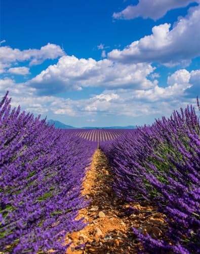 Puzzle 1000 Teile,Geschicklichkeitsspiel für die ganze Familie,-Lavendel, Feld, Himmel 70x50cm Puzzle 1000 Teile,Geschicklichkeitsspiel für die ganze Familie,-Lavendel, Feld, Himmel 70x50cm von FRUKAT