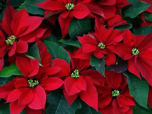 Puzzle 1000 Teile,Geschicklichkeitsspiel für die ganze Familie-Weihnachtsstern, Blumen, Kräuter 70x50cm Puzzle 1000 Teile,Geschicklichkeitsspiel für die ganze Familie-Weihnachtsstern, Blumen, Kräuter 70x50cm von FRUKAT