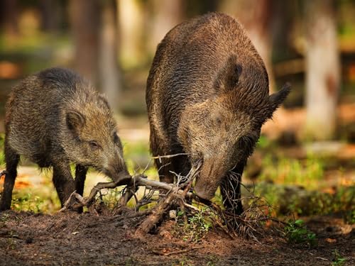 Puzzle 1000 Teile,Lernen Pädagogische Puzzle Spielzeug -Holz, Wurzeln, Wild, Wildschweine 70x50cm von FRUKAT