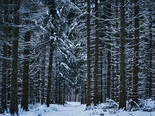 Puzzle 1000 Teile Farbenfrohes Puzzle für Erwachsene und Kinder -Wald, Winter, Bäume, 70x50cm von FRUKAT