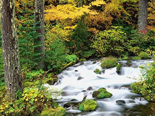 Puzzle 1000 Teile ab 12 Jahren,buntes Erwachsenenpuzzle -Willamette National Forest, Oregon, Holz, Bäume, Herbst 70x50cm von FRUKAT
