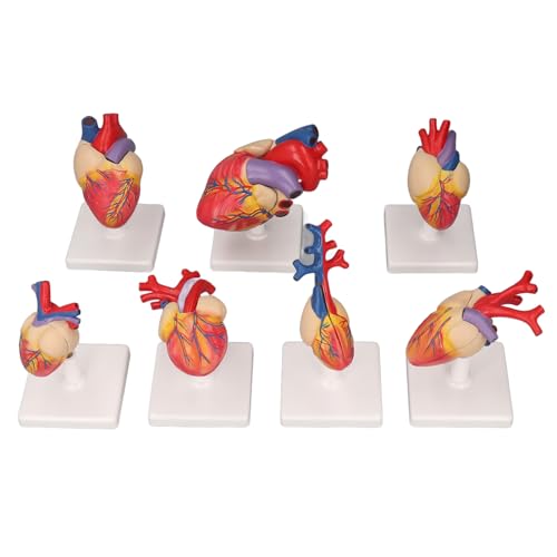 7PCS Herz-Anatomie-Modelle mit Stützbasis, Lebensgroßes PVC-Modell des Menschlichen Herzens für Kinder, Profis von FTVOGUE