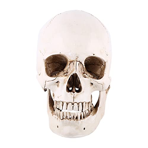 FTVOGUE Menschliches Schädelmodell, Lebensgröße Weißer Harzschädel Zum Zeichnen, Halloween Party Ornament 16 X 16 X 12 cm mit Großer Dekoration, Umweltunterrichtsmodell für Anatomie, Bar Nacht FTVOGUE Menschliches Schädelmodell, Lebensgröße Weißer Harzschädel Zum Zeichnen, Halloween Party Ornament 16 X 16 X 12 cm mit Großer Dekoration, Umweltunterrichtsmodell für Anatomie, Bar Nacht von FTVOGUE