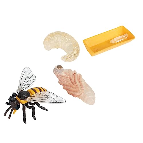 FUNNETOYU 1 Satz Bienenwachstumszyklus Spielzeugset Teiliges Kognitives Modell für Biologisches Lernen Dekoration aus Sicherem Gefertigt von FUNNETOYU
