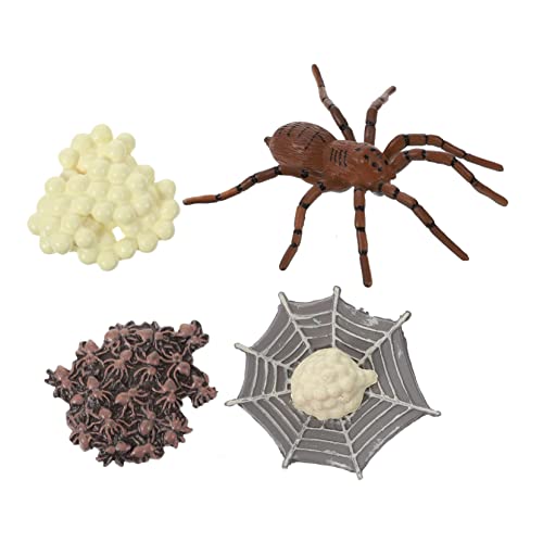FUNNETOYU 1Satz Spider Wachstumszyklus Modell Pädagogisches für Simulation von Insektenleben und Sicher für Unterrichtszubehör und Lernspiele für Kreative FUNNETOYU 1Satz Spider Wachstumszyklus Modell Pädagogisches für Simulation von Insektenleben und Sicher für Unterrichtszubehör und Lernspiele für Kreative von FUNNETOYU