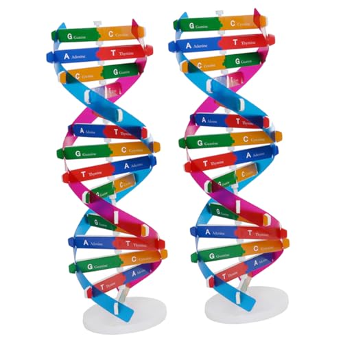 FUNNETOYU 2 Stück Teiliges DNA Doppelhelix Modell Bausatz Biologie Lehrmittel Molekulares Lernspielzeug für Interaktive Unterrichtshilfe Geeignet für Schulunterricht und Wissenschaftliche von FUNNETOYU