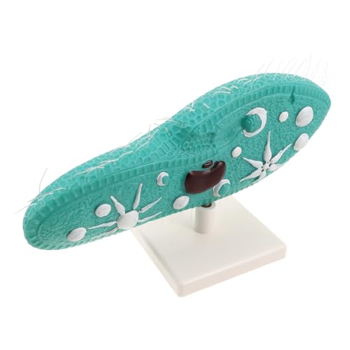 FUNNETOYU Paramecium Modell mit Robustem Ständer Detailgetreue Cilien Biologisches Zellstruktur-Display für Biologieunterricht Geeignet für Mittelstufen-schulversuche und FUNNETOYU Paramecium Modell mit Robustem Ständer Detailgetreue Cilien Biologisches Zellstruktur-Display für Biologieunterricht Geeignet für Mittelstufen-schulversuche und von FUNNETOYU