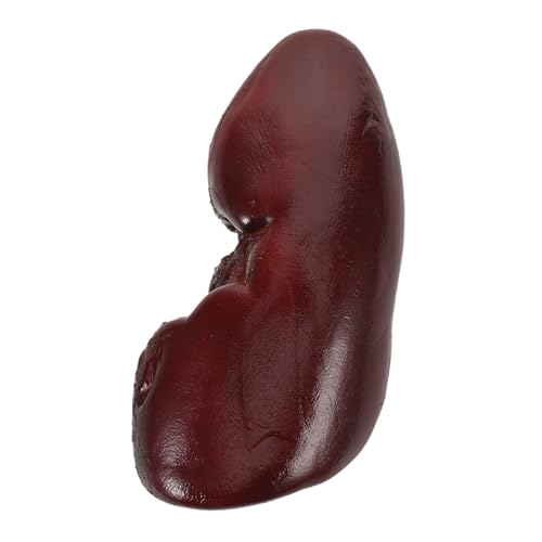 FUNNETOYU Realistisches Schweine-nieren Modell Halloween Cosplay Requisit Langlebiges und Leichtes Organ Partydekoration Themenrestaurants und Puppenhaus Zubehör von FUNNETOYU