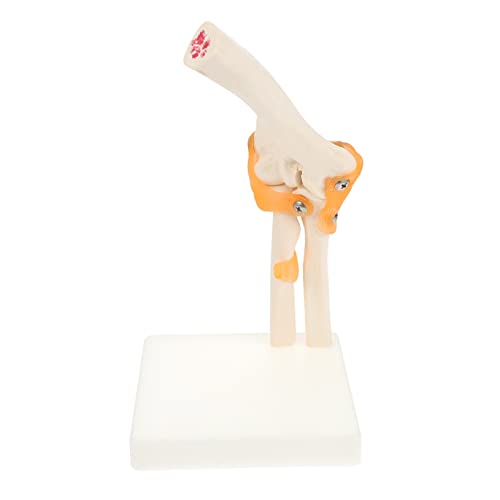 FUNOMOCYA 1 PC Ellenbogenmodell Ancon Joint Modell Kunststoff Anatomisches Modell Kunststoff Ellenbogengelenkmodell Kunststoff Ellenbogenknochenmodell Menschliches Skelettmodell Pvc von FUNOMOCYA