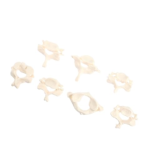 FUNOMOCYA 1 Satz Knochenrequisiten Wirbel Anatomiemodell Medizinisches Lehrmittel Anatomisches Modell Pvc Weiß FUNOMOCYA 1 Satz Knochenrequisiten Wirbel Anatomiemodell Medizinisches Lehrmittel Anatomisches Modell Pvc Weiß von FUNOMOCYA