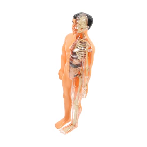 FUNOMOCYA Pädagogisches Spielzeug Für Jungen Und Mädchen Menschliches Muskelorganmodell Echter Schädel Anatomie-puzzle-spielzeug von FUNOMOCYA