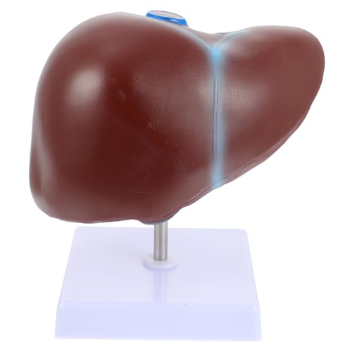 FUNOMOCYA 1 Stück Anatomisches Modell Der Leber Anatomiemodell Lebermodell Modell Der Menschlichen Leber Schulanzeige Menschliche Leber Pvc FUNOMOCYA 1 Stück Anatomisches Modell Der Leber Anatomiemodell Lebermodell Modell Der Menschlichen Leber Schulanzeige Menschliche Leber Pvc von FUNOMOCYA