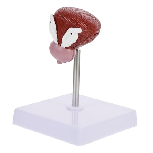 FUNOMOCYA 1 Stück Blasen Anatomisches Modell aus Medizinisches Lehrmittel für Schule und Physiologie Tragbar und für Medizinische Ausbildung FUNOMOCYA 1 Stück Blasen Anatomisches Modell aus Medizinisches Lehrmittel für Schule und Physiologie Tragbar und für Medizinische Ausbildung von FUNOMOCYA