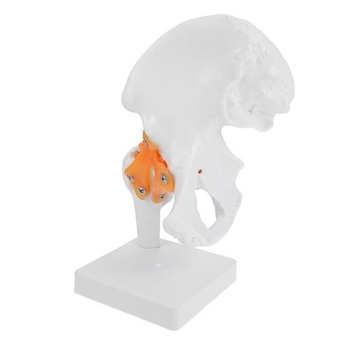 FUNOMOCYA 1 Stück Hip-Modell Orthopädisches Lehrmodell Medizinisches Anschauungsmodell Skelett in voller Größe anatomisches Modell menschliches Skelettmodell Hüftknochenmodell PVC FUNOMOCYA 1 Stück Hip-Modell Orthopädisches Lehrmodell Medizinisches Anschauungsmodell Skelett in voller Größe anatomisches Modell menschliches Skelettmodell Hüftknochenmodell PVC von FUNOMOCYA