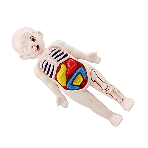 FUNOMOCYA Menschlicher Torso Modell Für Junge Mädchen Organe Modell Montage Spielzeug Lernspielzeug Für Kindheit Puzzle von FUNOMOCYA