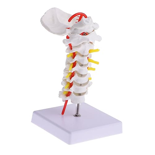 FUNOMOCYA 1Stück Cervical Wirbelsäulenmodell Metallständer Anatomisches Lehrmodell für Studenten und Ärzte Tragbar Realistische Darstellung Halswirbelsäule und Nervenstrukturen FUNOMOCYA 1Stück Cervical Wirbelsäulenmodell Metallständer Anatomisches Lehrmodell für Studenten und Ärzte Tragbar Realistische Darstellung Halswirbelsäule und Nervenstrukturen von FUNOMOCYA