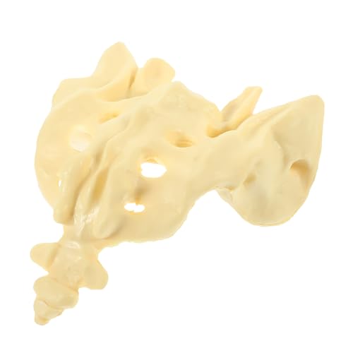 FUNOMOCYA 1Stück Kreuzbeinmodell Für Medizinische Ausbildung Anatomisches Modell Des Menschlichen Skeletts Zur Praktischen Anwendung Für Lernzwecke Und Anatomie Studien FUNOMOCYA 1Stück Kreuzbeinmodell Für Medizinische Ausbildung Anatomisches Modell Des Menschlichen Skeletts Zur Praktischen Anwendung Für Lernzwecke Und Anatomie Studien von FUNOMOCYA