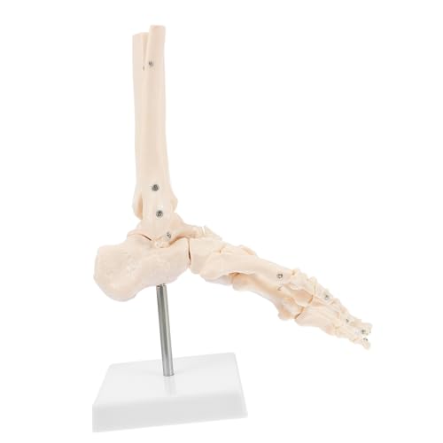 FUNOMOCYA 1Stück Lebensgroßes Fußskelett Modell aus Anatomisches Fußgelenkmodell Vollständig Artikuliert für Anatomische Studien für Ärzte Lehrer Studenten FUNOMOCYA 1Stück Lebensgroßes Fußskelett Modell aus Anatomisches Fußgelenkmodell Vollständig Artikuliert für Anatomische Studien für Ärzte Lehrer Studenten von FUNOMOCYA