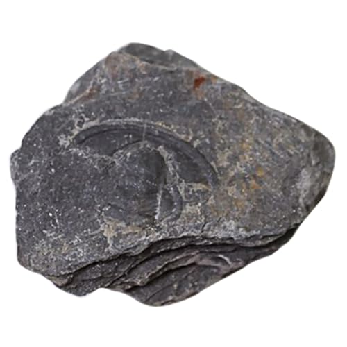 FUNOMOCYA 1Stück Trilobitenfossil Paläontologie Lehrmittel Fossilienprobe Für Dekoration Sicher Langlebig Für Junge FUNOMOCYA 1Stück Trilobitenfossil Paläontologie Lehrmittel Fossilienprobe Für Dekoration Sicher Langlebig Für Junge von FUNOMOCYA