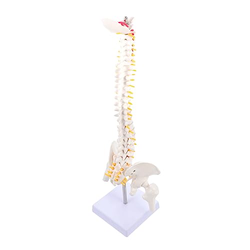 FUNOMOCYA 1Stück Wirbelsäulenmodell aus Anatomisches Modell Menschlichen Wirbelsäule mit Nerven für Medizinische Schulungen Krankenhausbedarf Robust Tragbar von FUNOMOCYA