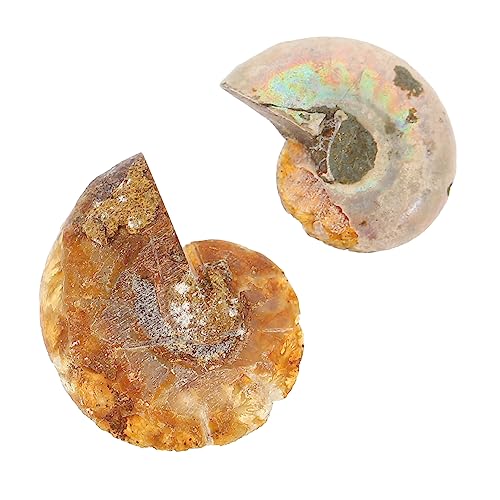 FUNOMOCYA 2 Stück Fossilien Dekoration für Paläontologie Lehrmaterial für Große Fossilien Opp Verpackung Sammlung für Mineralien Fossilienliebhaber FUNOMOCYA 2 Stück Fossilien Dekoration für Paläontologie Lehrmaterial für Große Fossilien Opp Verpackung Sammlung für Mineralien Fossilienliebhaber von FUNOMOCYA