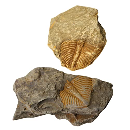 FUNOMOCYA 2 Stück Trilobiten- fossilien paläontologie decor ziernieten eincremehilfe the safness Dekoration Trilobiten-Schwanzschmuck Lehrmittel modell Schüler unterrichten von FUNOMOCYA
