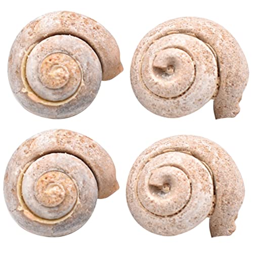 FUNOMOCYA 4 Stück fossiles Exemplar Wissenschaft Kinderspielzeug Bildungsspielzeug Schnecke Schüler unterrichten modell Probe Dekoration Lehrwerkzeug von FUNOMOCYA