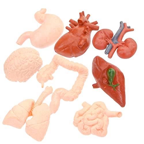 FUNOMOCYA 8 Teiliges Menschliches Organmodell Teile Der Organe Blut Anatomisches Unterrichten Der Menschlichen Anatomie Lunge Menschliches Körpermodell Für Magen Anatomisches von FUNOMOCYA