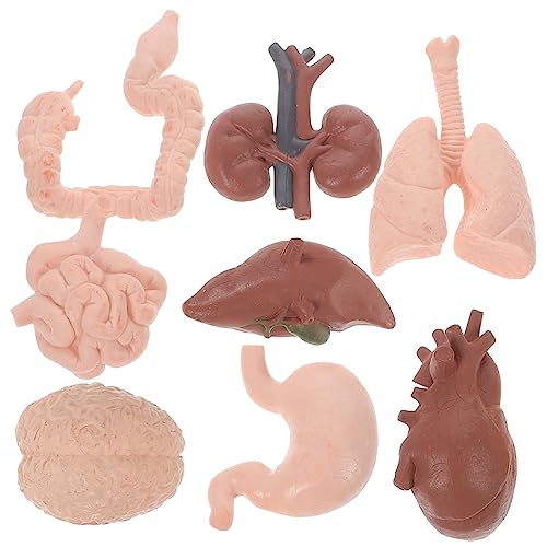 FUNOMOCYA 8Stücke Teiliges Anatomiemodell für Menschliche Realistisches Lernspielzeug für Medizinstudenten Lehrmaterialien für Ausbildung Ausstellungen von FUNOMOCYA