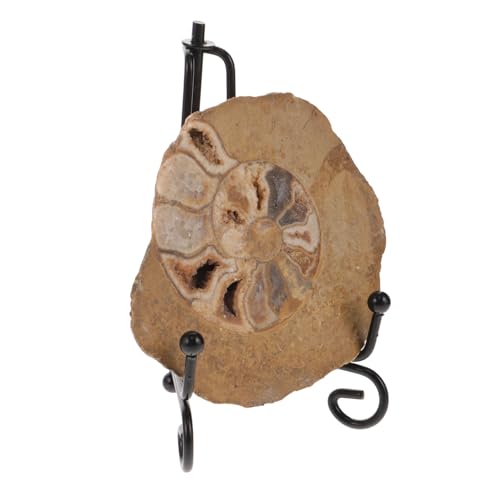 FUNOMOCYA Ammonitenfossil Modelle Ornament Ammoniten-exemplar Ammonitenmodelle Als Ornament Ammoniten-ornament Ammonitenmodelle Zur Dekoration Ammonitenmodelle Für Den Tisch Ammoniten-modell FUNOMOCYA Ammonitenfossil Modelle Ornament Ammoniten-exemplar Ammonitenmodelle Als Ornament Ammoniten-ornament Ammonitenmodelle Zur Dekoration Ammonitenmodelle Für Den Tisch Ammoniten-modell von FUNOMOCYA