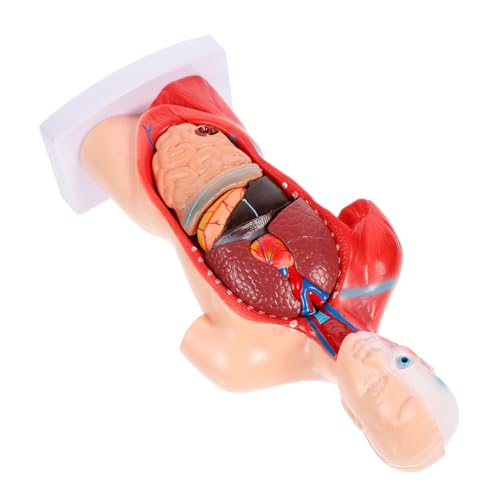 FUNOMOCYA Medizinisches Studien- und Lehrmodell Demonstrationsmodell Simulation menschlicher Organe Anatomiemodell menschlicher Organe Torso-Anatomiemodell FUNOMOCYA Medizinisches Studien- und Lehrmodell Demonstrationsmodell Simulation menschlicher Organe Anatomiemodell menschlicher Organe Torso-Anatomiemodell von FUNOMOCYA