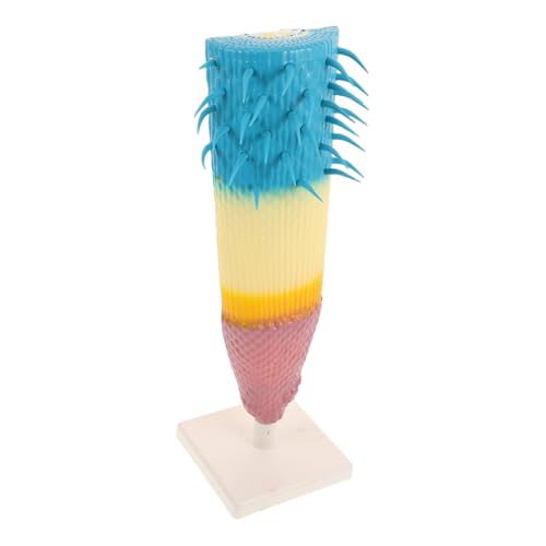 FUNOMOCYA Corn Root Profile Model Präzise Botanisches Forschungsgerät Langlebig Realistische Wurzelzonen Anschauliches Pflanzenanatomie Modell für Biologieunterricht und Wissenschaftliche von FUNOMOCYA