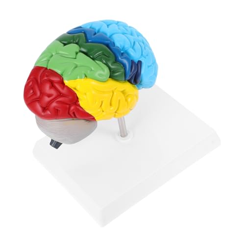 FUNOMOCYA Gehirnmodell Lehrmodell Der Menschlichen Anatomie Gehirnstütze Anzeigemodell Des Menschlichen Gehirns Anatomisches Modell Anatomiemodell Des Menschlichen Kopfes Science Decor Pvc FUNOMOCYA Gehirnmodell Lehrmodell Der Menschlichen Anatomie Gehirnstütze Anzeigemodell Des Menschlichen Gehirns Anatomisches Modell Anatomiemodell Des Menschlichen Kopfes Science Decor Pvc von FUNOMOCYA
