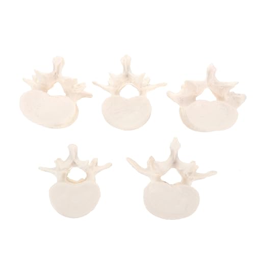 FUNOMOCYA Hochwertigem PVC Anatomisches Skelett für Medizinische Ausbildung Patientenorientierte Lehrmittel Robustes und Leichtes Wirbelsäulenmodell für Biologie und FUNOMOCYA Hochwertigem PVC Anatomisches Skelett für Medizinische Ausbildung Patientenorientierte Lehrmittel Robustes und Leichtes Wirbelsäulenmodell für Biologie und von FUNOMOCYA