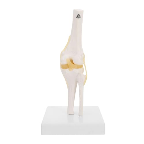 FUNOMOCYA Kniegelenkmodell für Anatomieunterricht Flexibles Menschliches Kniegelenk mit Sehnen und Bändern für Medizinische Ausbildung und Patientenaufklärung FUNOMOCYA Kniegelenkmodell für Anatomieunterricht Flexibles Menschliches Kniegelenk mit Sehnen und Bändern für Medizinische Ausbildung und Patientenaufklärung von FUNOMOCYA