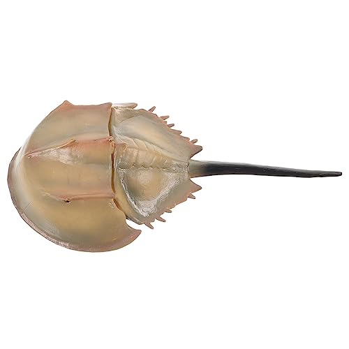 FUNOMOCYA Künstliche Hufeisenkrabbe Dekorationsmodell Realistisches Simulationsfischmodell Für Aquarien Und Kreative Gestaltung Für Unterricht Und Fensterdisplay FUNOMOCYA Künstliche Hufeisenkrabbe Dekorationsmodell Realistisches Simulationsfischmodell Für Aquarien Und Kreative Gestaltung Für Unterricht Und Fensterdisplay von FUNOMOCYA