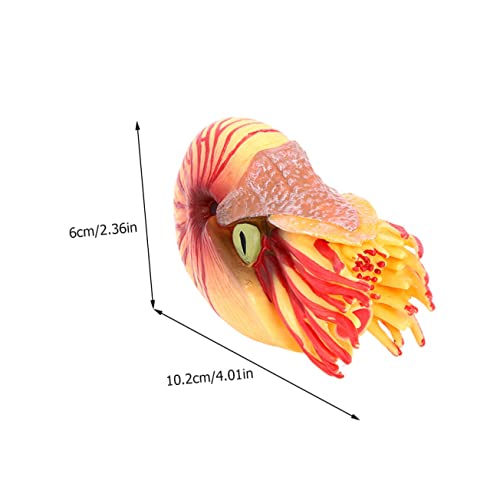 FUNOMOCYA Lebensechtes Nautilus Modell aus Kunststoff Realistische Meeresbewohner Deko Detailgetreues Simulationsmodell für Aquarium Lernspielzeug und Umweltbildung von FUNOMOCYA