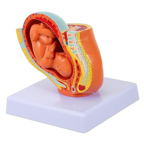 FUNOMOCYA Lebensgroßes Weibliches Becken mit Realistischem PVC Uterus Fötus Modell Neun Monate Embryo Darstellung Pädagogisches Lernmodell für Schwangerschaft und Geburtsentwicklung FUNOMOCYA Lebensgroßes Weibliches Becken mit Realistischem PVC Uterus Fötus Modell Neun Monate Embryo Darstellung Pädagogisches Lernmodell für Schwangerschaft und Geburtsentwicklung von FUNOMOCYA