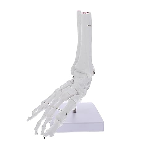 FUNOMOCYA Lehre Des Menschlichen Knöchels Kunststoff Fußgelenkmodell Menschliches Skelettmodell Kunststoff Fußknochenmodell Knöchelgelenkmodell Pvc Fußknochenmodell Anatomisches Modell Aus von FUNOMOCYA