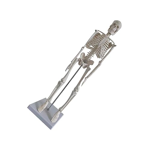 FUNOMOCYA Simuliertes menschliches Skelett medizinisch-anatomisches Modell realistische Bewegung für den Unterricht in der Arztpraxis FUNOMOCYA Simuliertes menschliches Skelett medizinisch-anatomisches Modell realistische Bewegung für den Unterricht in der Arztpraxis von FUNOMOCYA