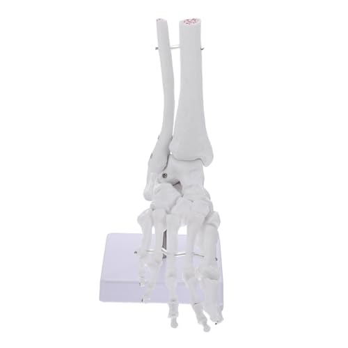 FUNOMOCYA Menschlicher Knöchel unterricht Fußgelenkmodell Skelettmodell Fußgelenk Menschliches Sprunggelenkmodell gemeinsam Größe Knochen Anatomisches PVC-Modell anatomisches Modell Weiß FUNOMOCYA Menschlicher Knöchel unterricht Fußgelenkmodell Skelettmodell Fußgelenk Menschliches Sprunggelenkmodell gemeinsam Größe Knochen Anatomisches PVC-Modell anatomisches Modell Weiß von FUNOMOCYA