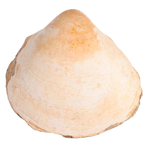 FUNOMOCYA Palaeo Ocean Muschel Fossiles Desktop Ornament Lehrmittel Naturgetreues Sicheres Wissenschaftliches Exemplar Für Klassenzimmer Untersuchung Dekoration Kreativitätsförderung FUNOMOCYA Palaeo Ocean Muschel Fossiles Desktop Ornament Lehrmittel Naturgetreues Sicheres Wissenschaftliches Exemplar Für Klassenzimmer Untersuchung Dekoration Kreativitätsförderung von FUNOMOCYA