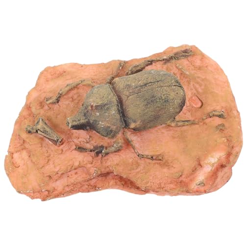 FUNOMOCYA Paleontologische Dekoration Fossile Insektenexemplare für Wissenschaftliche Lehrmittel Sammlungen Sicher Praktisch für Unterrichtszwecke zur Verschönerung von Wohnräumen von FUNOMOCYA