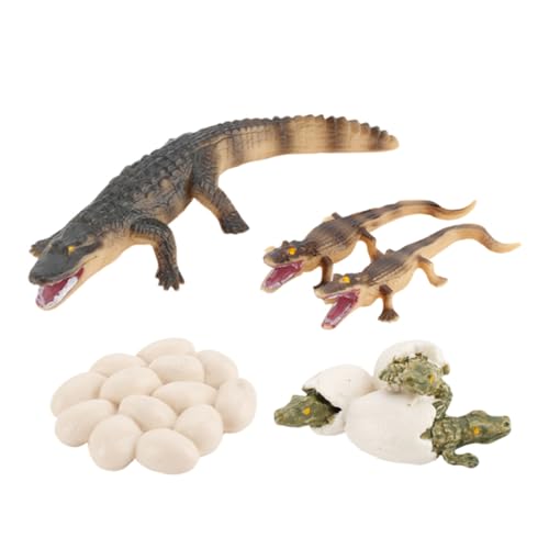 FUNOMOCYA Realistisches Krokodil Wachstumszyklus Modell Pädagogisches Tier spielfigur für Künstliches Ei zur Intelligenzentwicklung und Kreativen Fotografie Lernspielzeug Geschenk von FUNOMOCYA