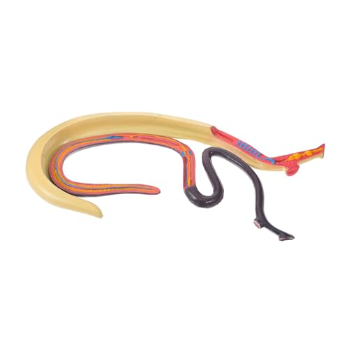FUNOMOCYA Schistosoma-Modell experimentelles Anatomiemodell Bildungsmodell anatomical model Blutegel Modell Kinderspielzeug Kinder kognitives Spielzeug anatomisches Modell Puzzle Ausrüstung von FUNOMOCYA
