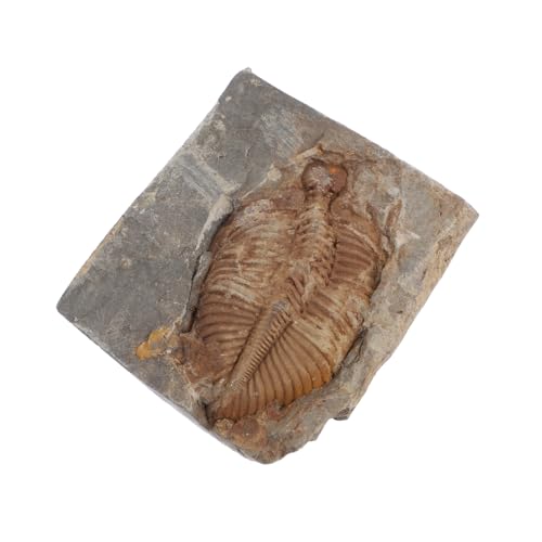 FUNOMOCYA Trilobiten Sammlung Echtes Trilobiten für Unterricht Paläontologie Lehrmodell Authentisches Prähistorisches Naturwissenschaftliche Sammlung FUNOMOCYA Trilobiten Sammlung Echtes Trilobiten für Unterricht Paläontologie Lehrmodell Authentisches Prähistorisches Naturwissenschaftliche Sammlung von FUNOMOCYA