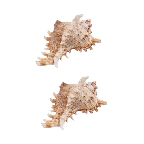 FUTUREORYY 2 Stück Conch Shell Aquarium Dekorationen Natürliche Muschel Ornamente für Fischbecken für Aquarienlandschaften für Süß und Salzwasserumgebungen FUTUREORYY 2 Stück Conch Shell Aquarium Dekorationen Natürliche Muschel Ornamente für Fischbecken für Aquarienlandschaften für Süß und Salzwasserumgebungen von FUTUREORYY